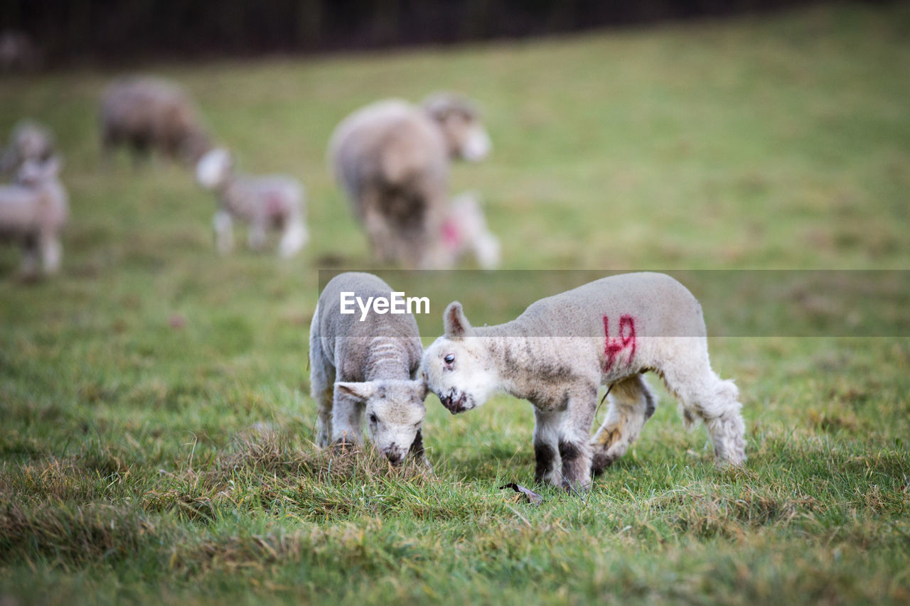 SHEEP ON GROUND