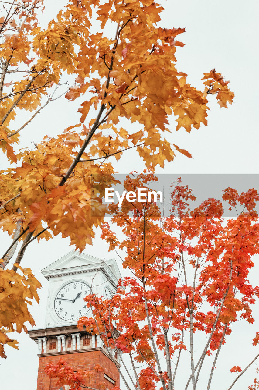 LOW ANGLE VIEW OF MAPLE TREE AGAINST SKY