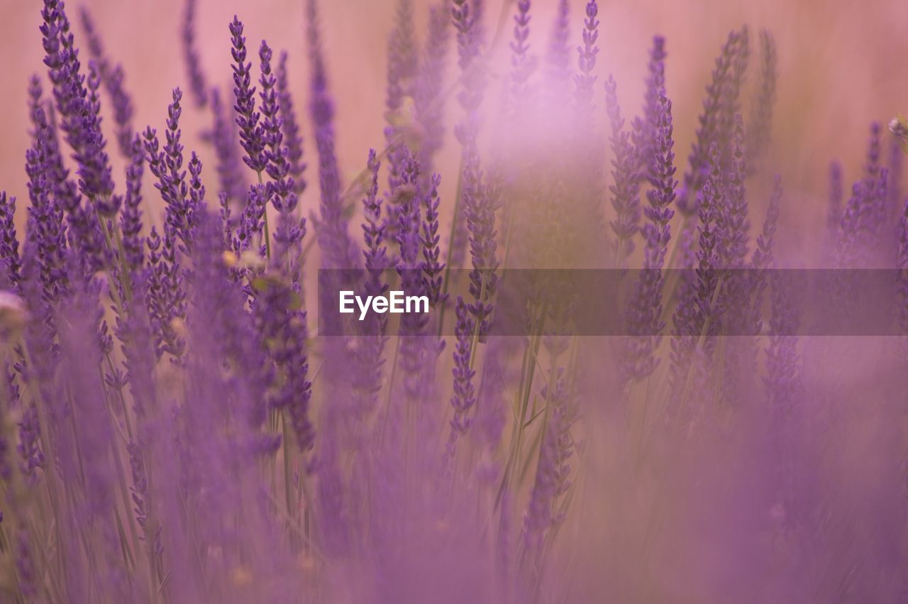 Lavenders blooming on field