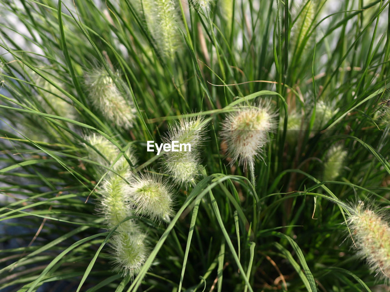 CLOSE-UP OF GRASS ON FIELD