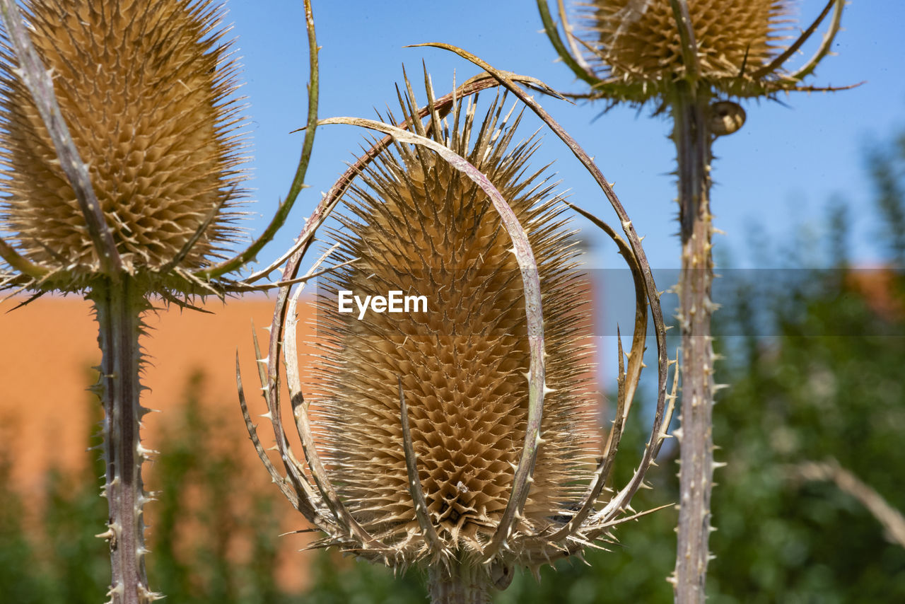 Close-up of dried thistle plant