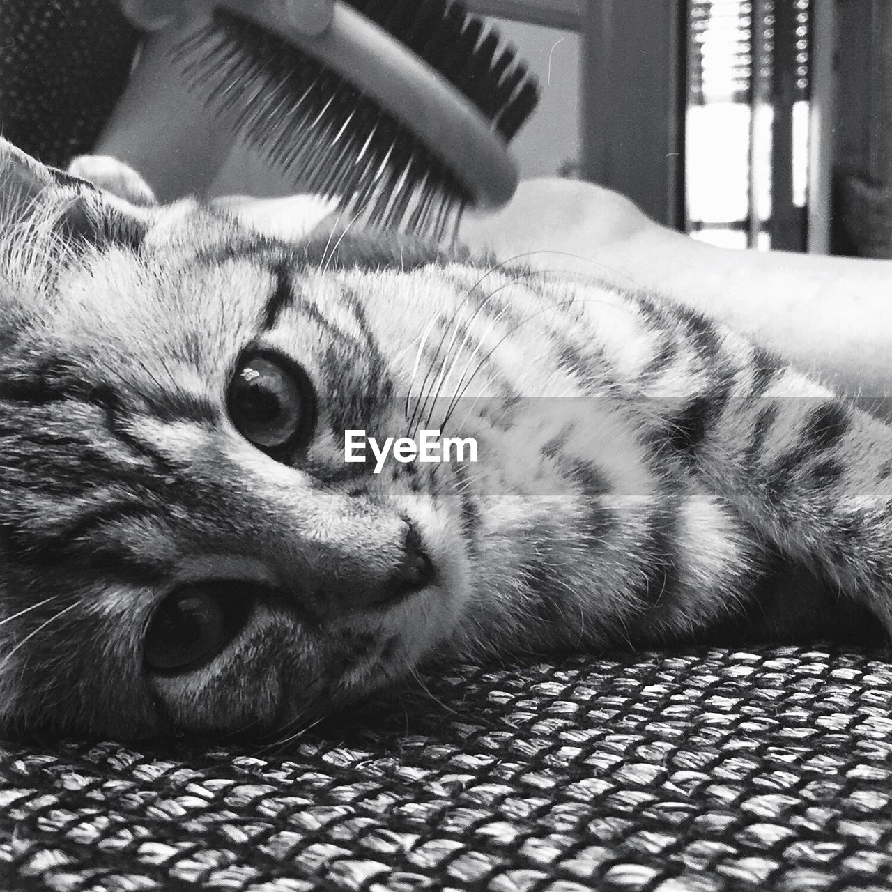 CLOSE-UP OF CAT RESTING ON TILED FLOOR