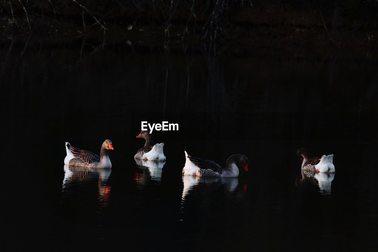 Birds swimming on lake at night