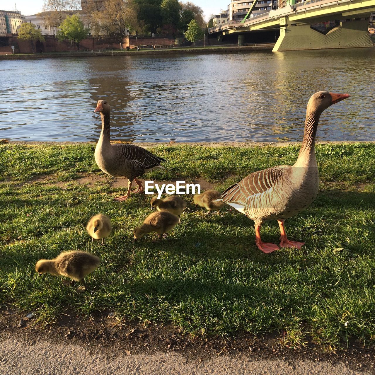 Birds by lake