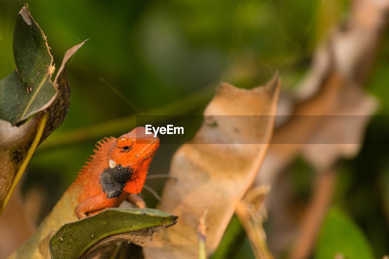 CLOSE-UP OF A LIZARD ON A PLANT