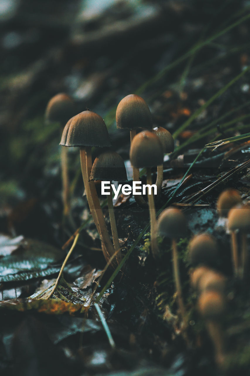 CLOSE-UP OF MUSHROOMS GROWING ON WOOD