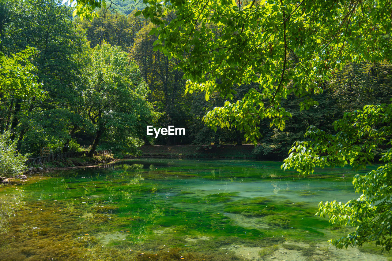 Vrelo bosne nature green park in sarajevo with water and ducks