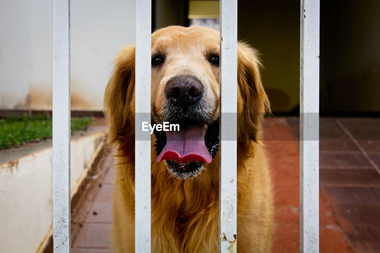 CLOSE-UP PORTRAIT OF DOG WITH MOUTH OPEN