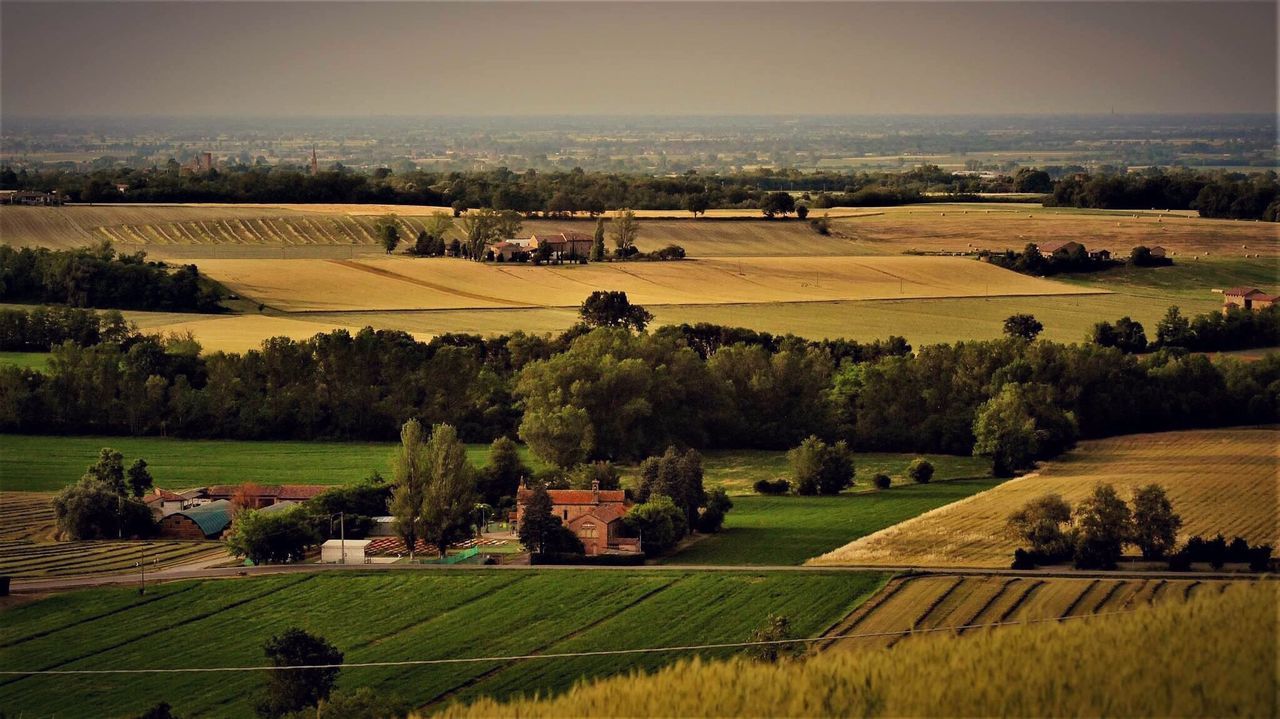 Scenic view of agricultural field against sky