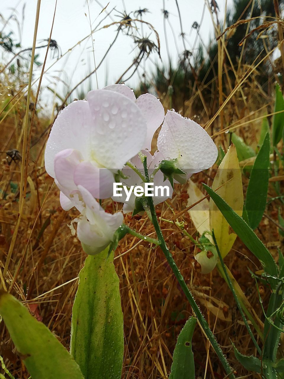 CLOSE-UP OF WHITE FLOWERS GROWING OUTDOORS