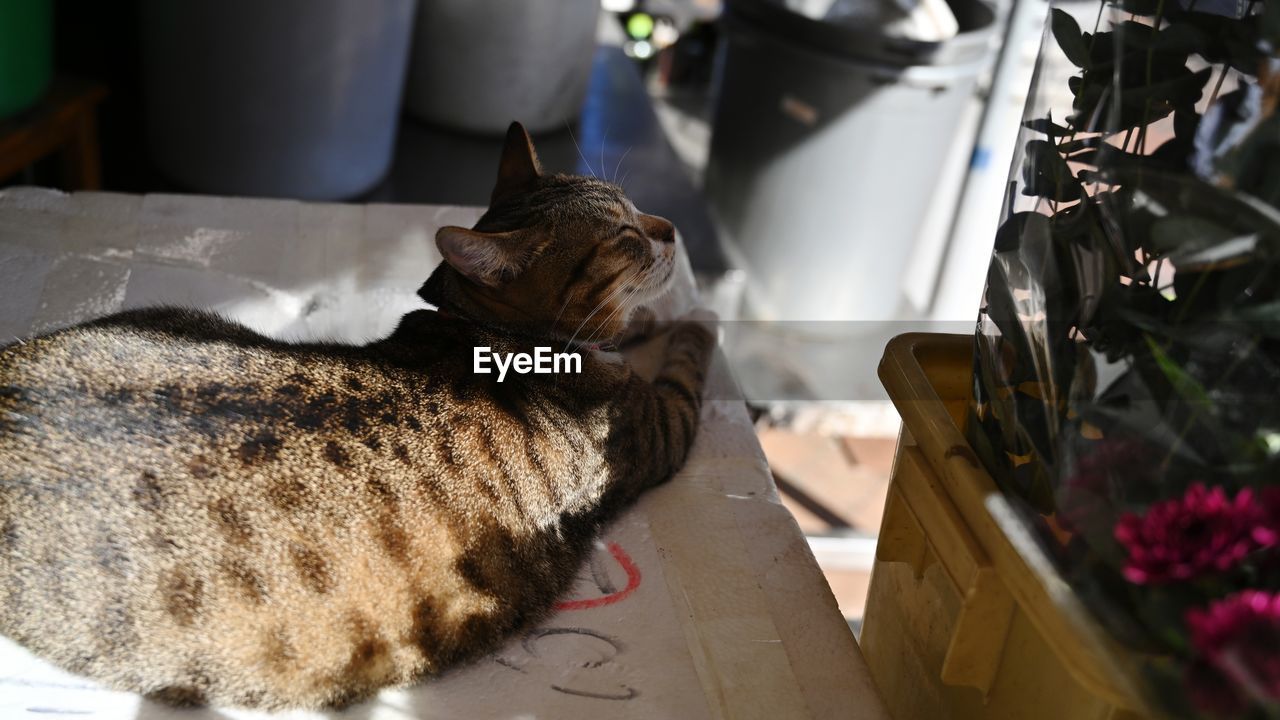 cat, pet, mammal, animal, animal themes, domestic animals, one animal, domestic cat, felidae, feline, small to medium-sized cats, indoors, no people, carnivore, flower, nature