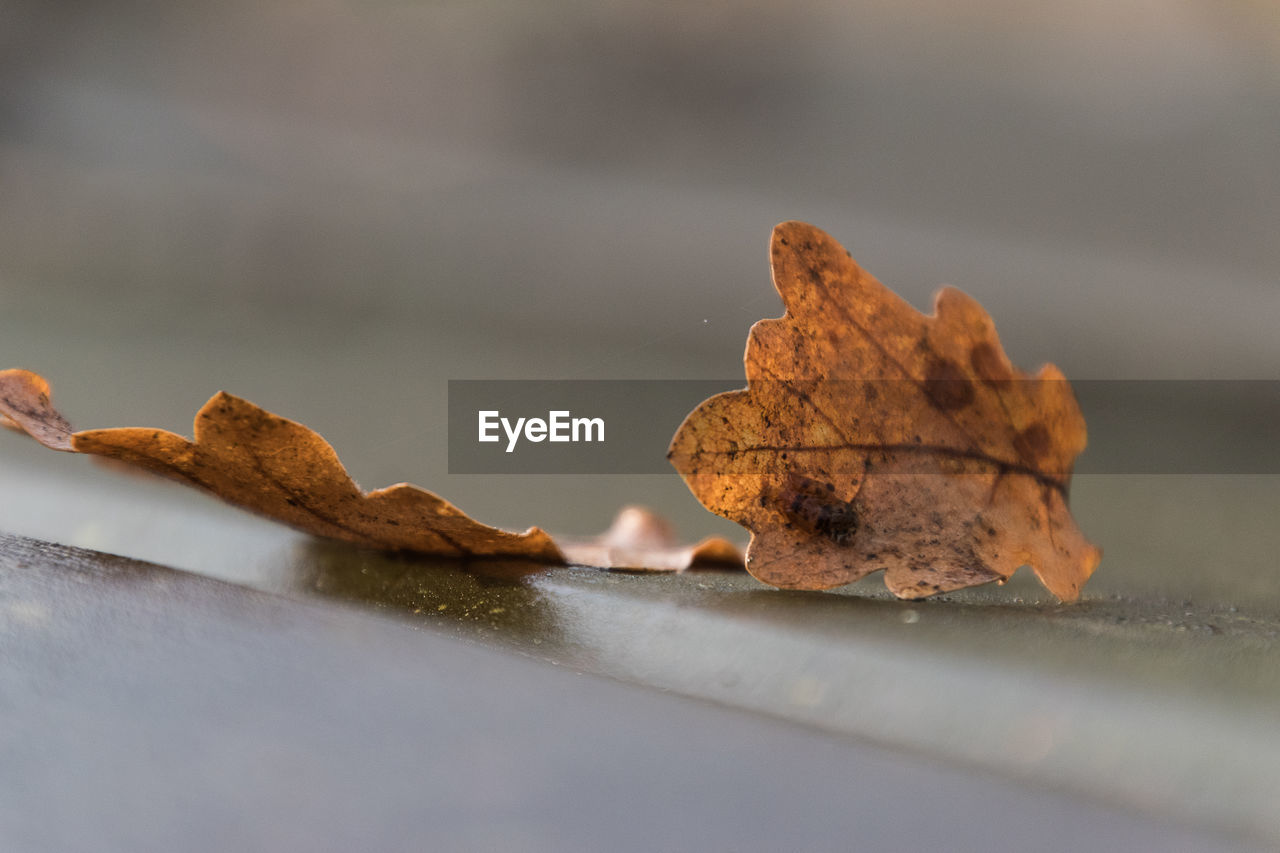 CLOSE-UP OF DRY AUTUMN LEAF ON GROUND