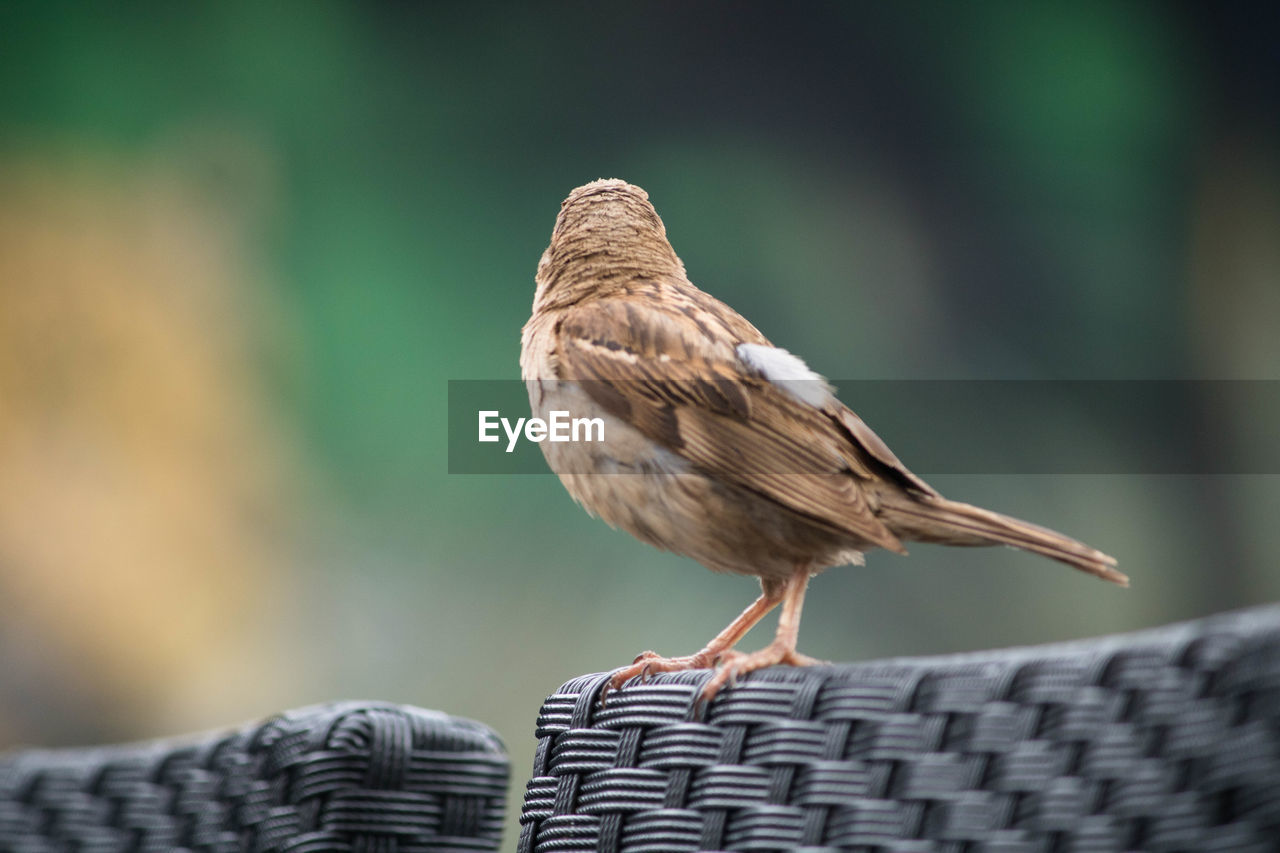 Close-up of bird perching on seat