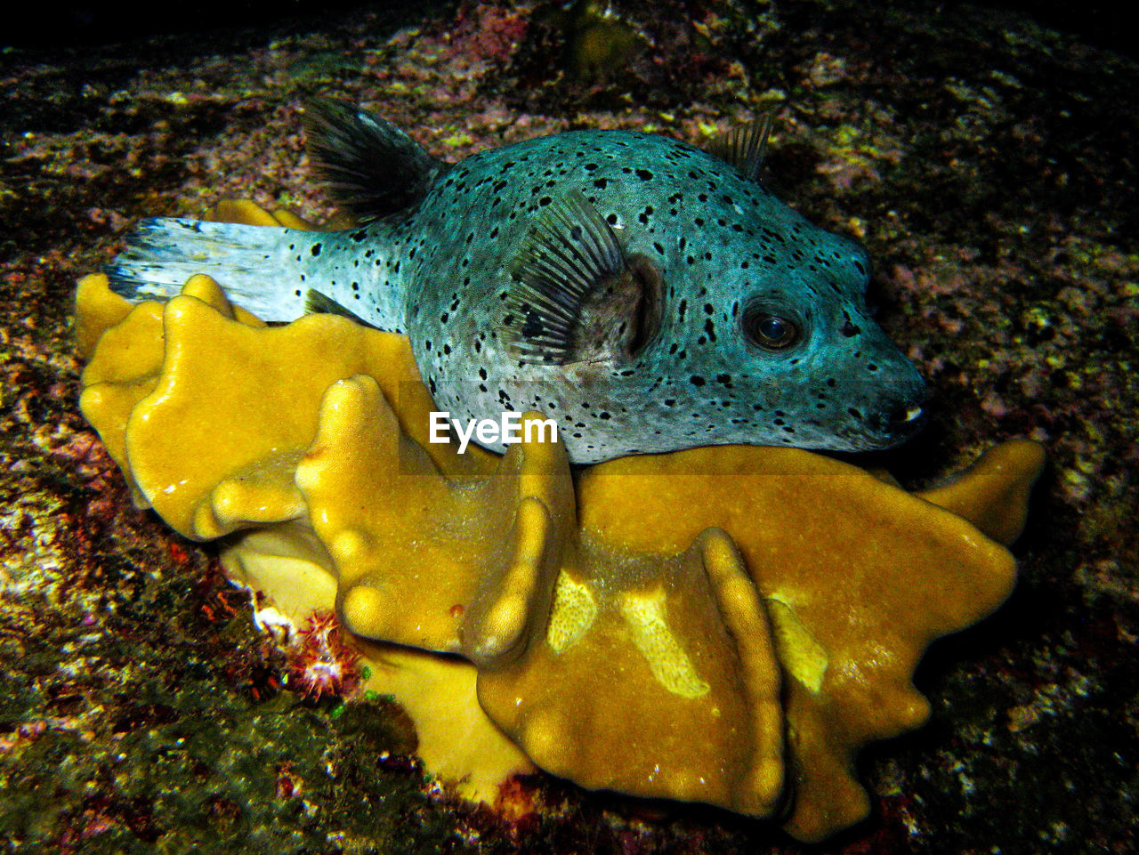 CLOSE-UP OF FISH SWIMMING