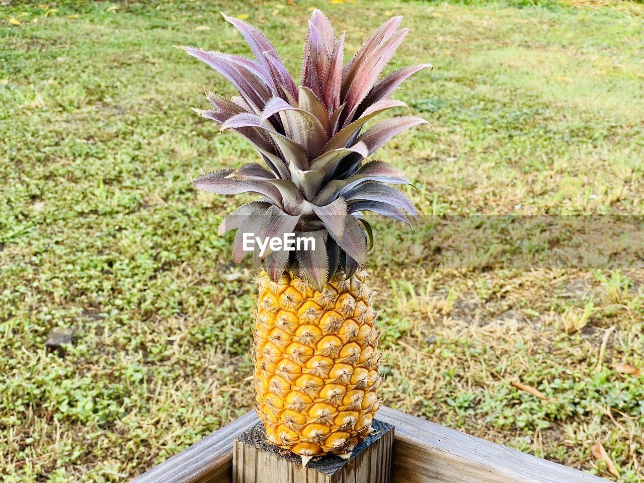 VIEW OF BANANAS