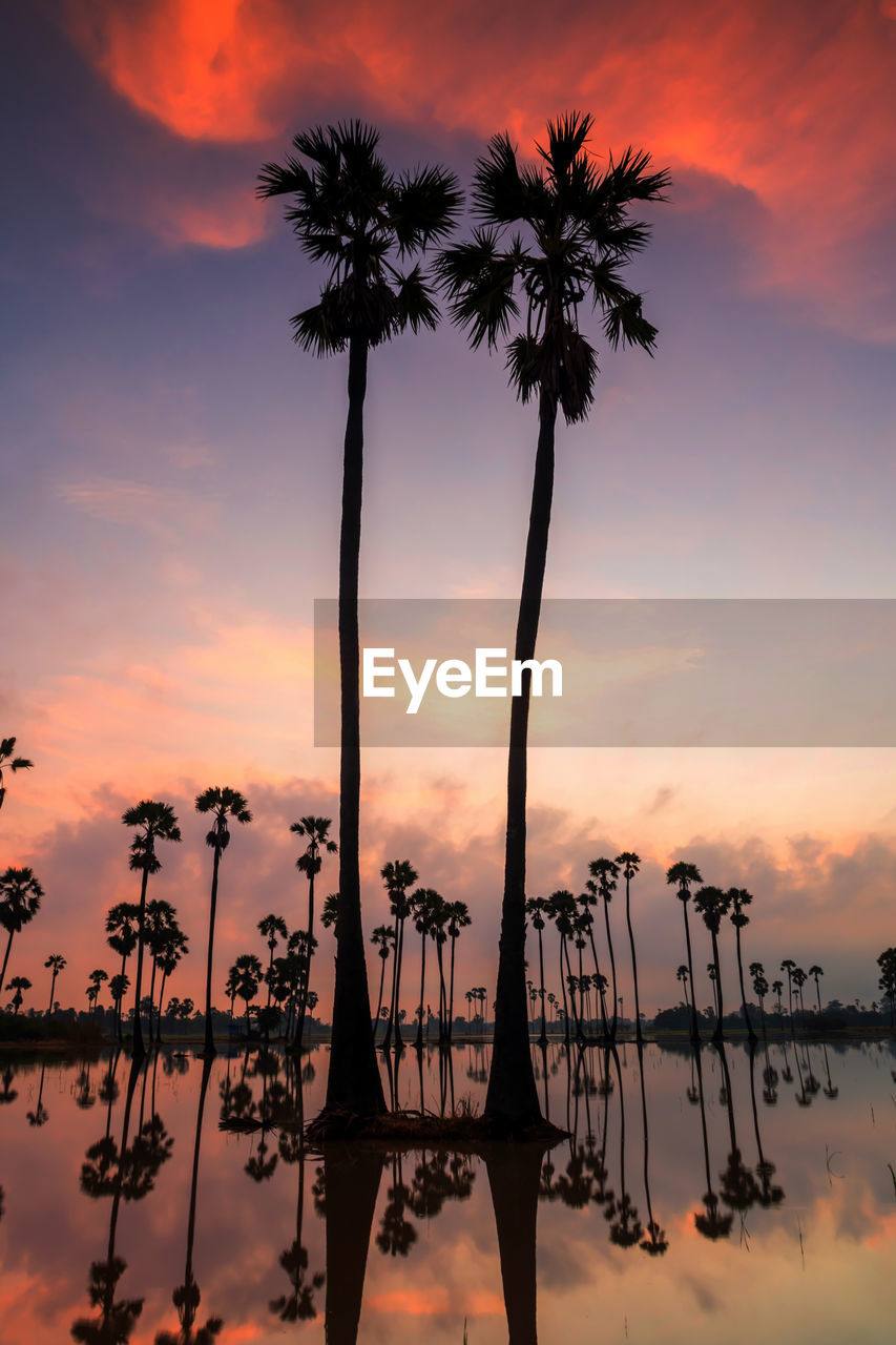 LOW ANGLE VIEW OF SILHOUETTE PALM TREES AGAINST SKY DURING SUNSET