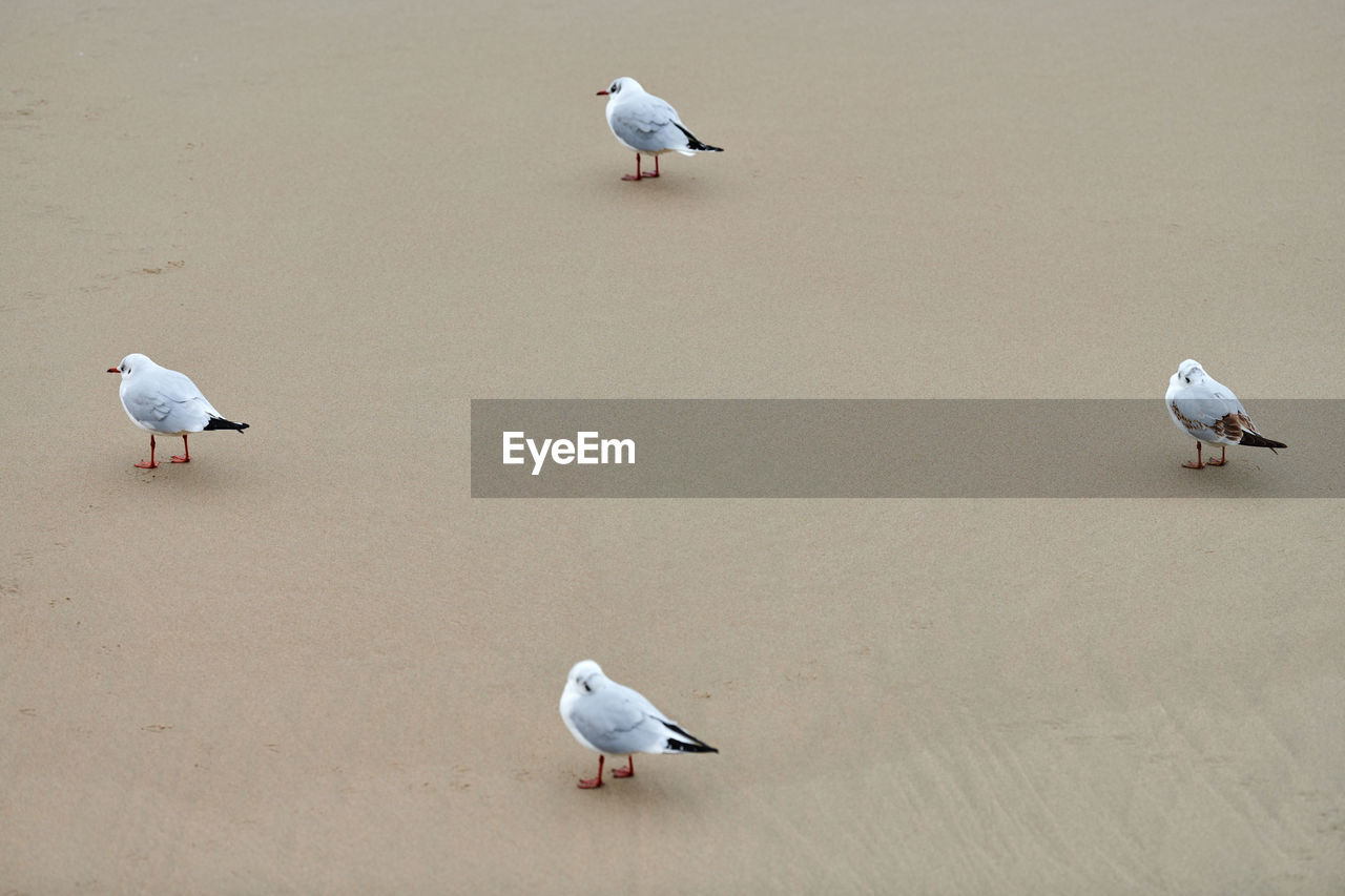 Seagulls walking on seashore. black-headed gulls, walking on sandy beach. chroicocephalus ridibundus