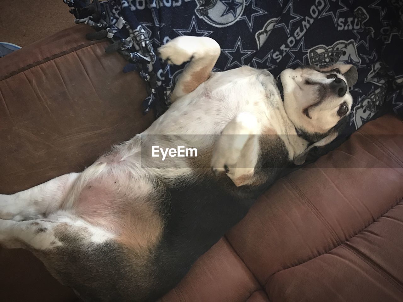 HIGH ANGLE VIEW OF DOG RELAXING AT HOME
