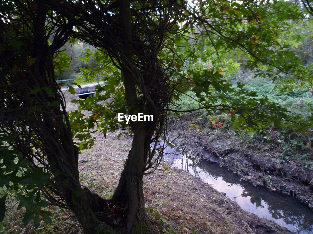 VIEW OF TREES IN FOREST