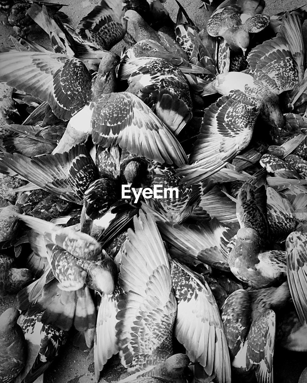 Birds pattern