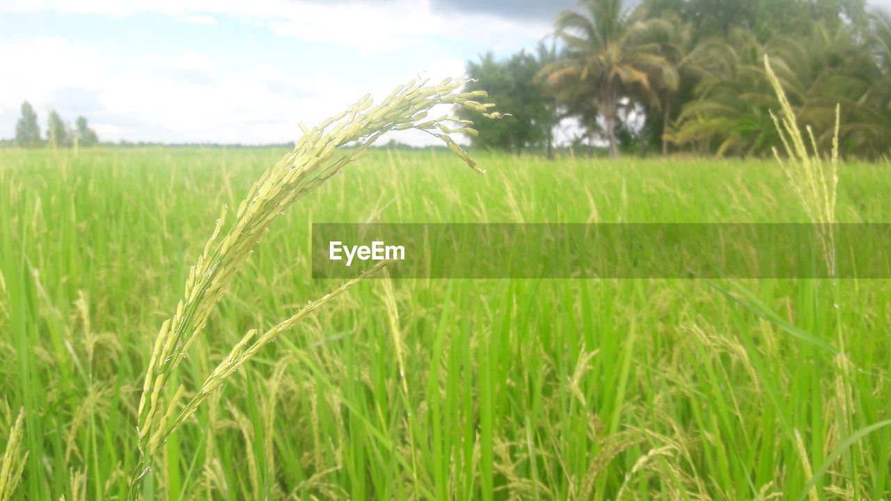 CLOSE-UP OF CROPS GROWING IN FARM