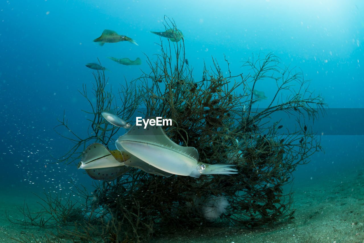 Spawning squid, wide angle