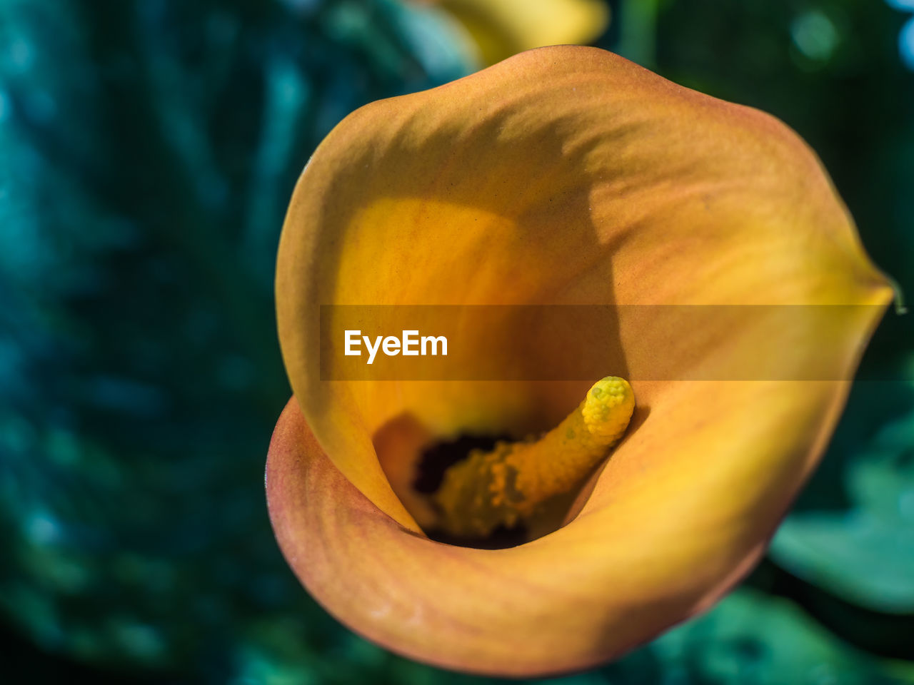 Close-up of yellow rose flower