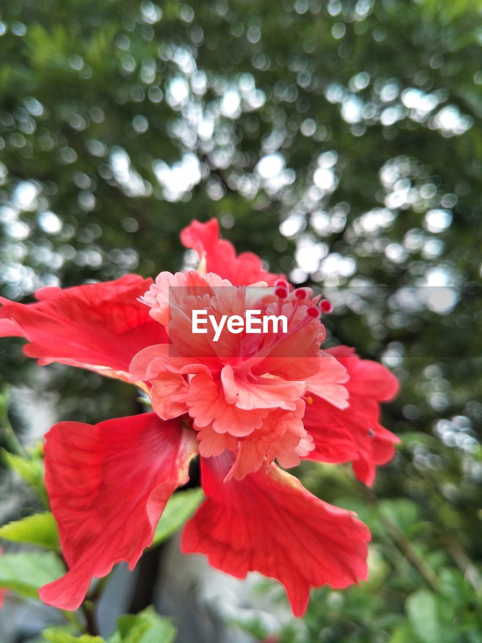 CLOSE-UP OF RED HIBISCUS BLOOMING ON PLANT