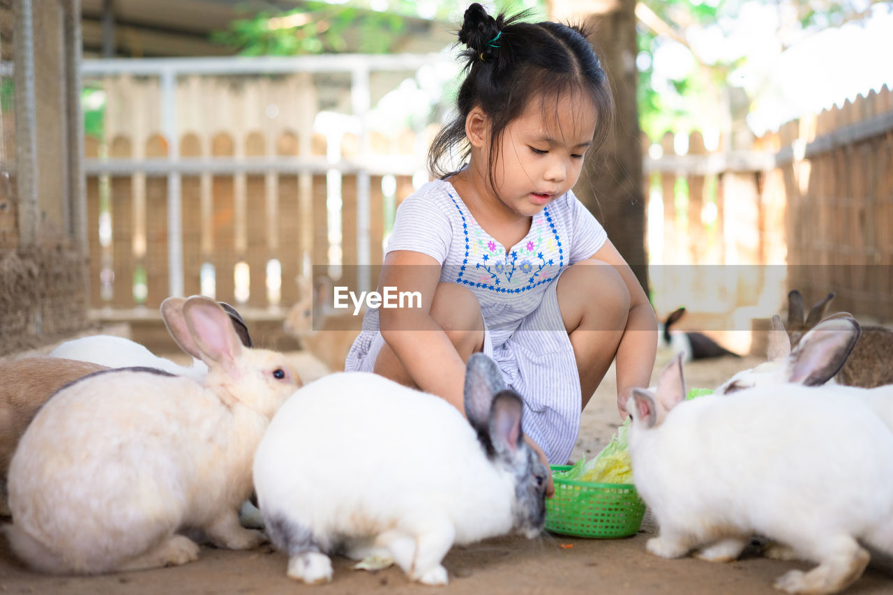 Cute girl feeding rabbits