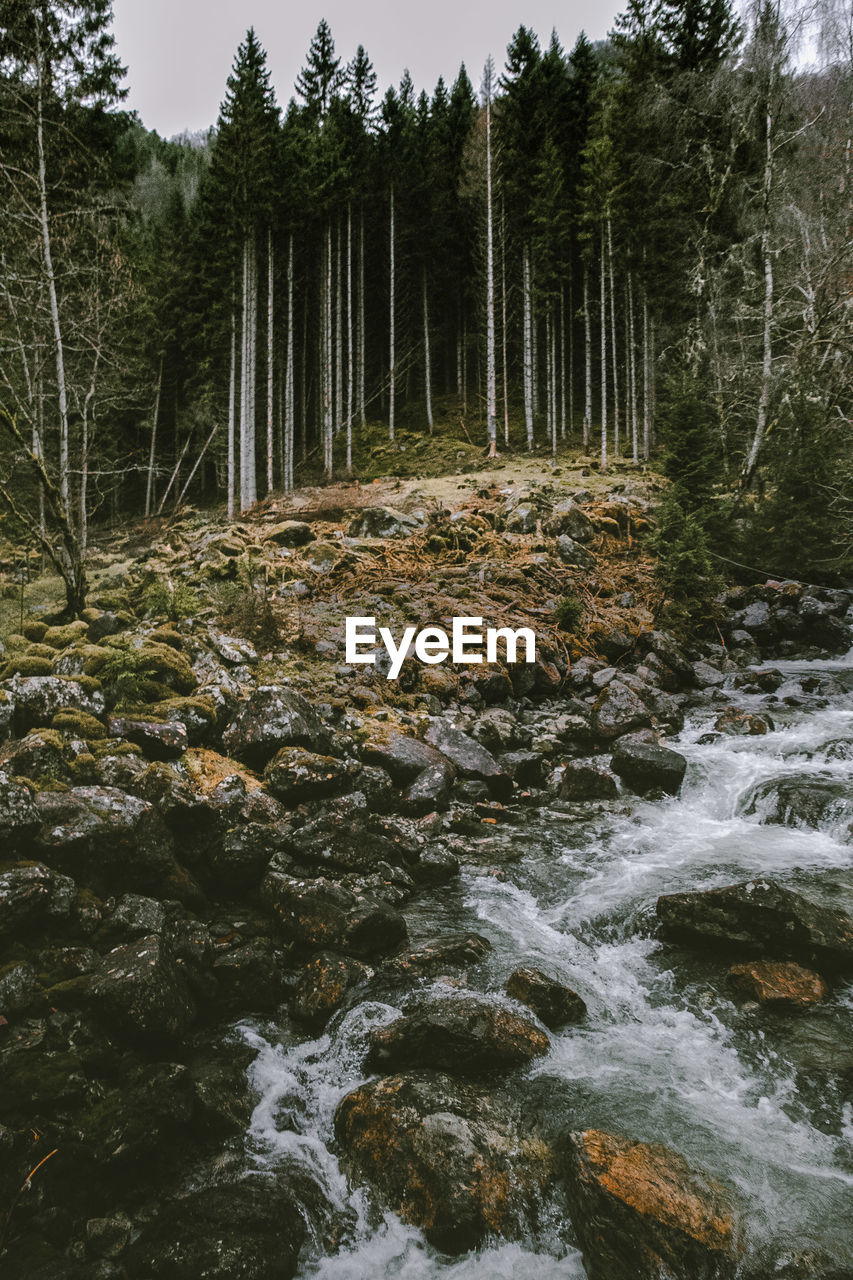 scenic view of waterfall in forest