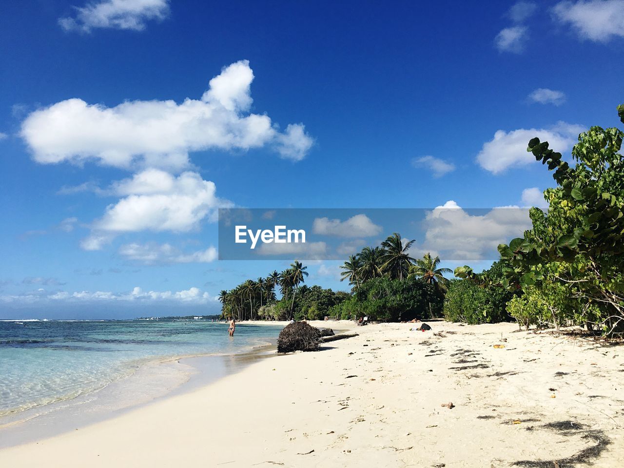 VIEW OF PALM TREES ON BEACH