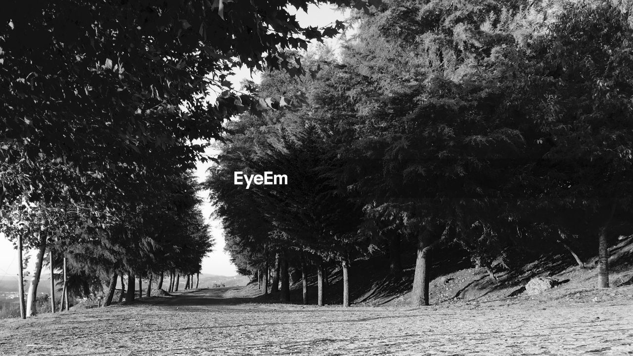 Dirt road amidst trees in park