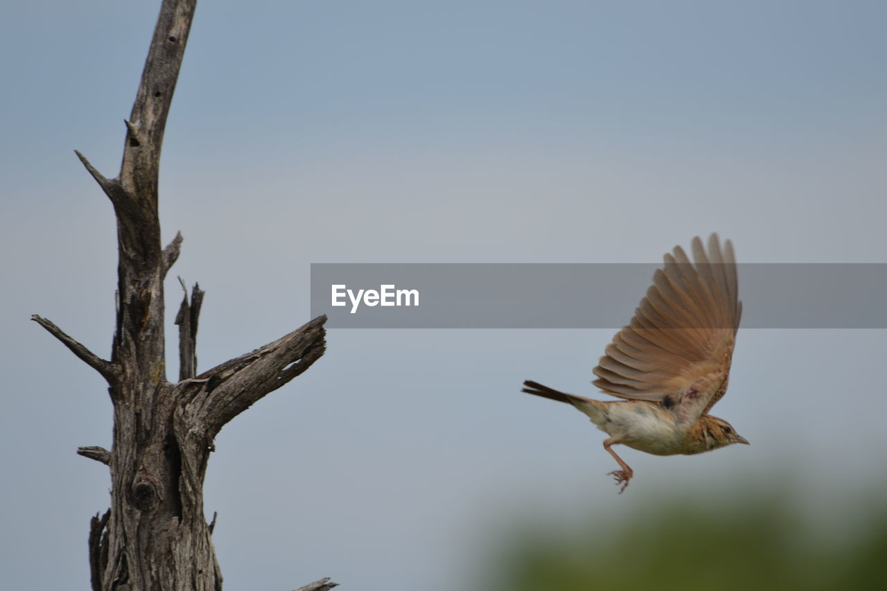 LOW ANGLE VIEW OF BIRD FLYING AGAINST SKY