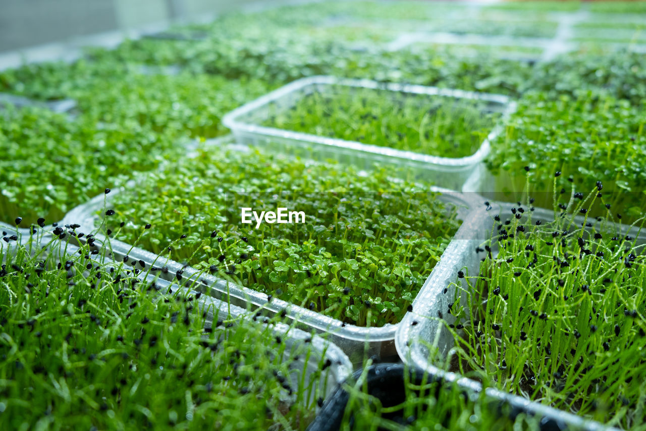 City farm for growing microgreens. eco-friendly small business. baby leaves, phyto lamp