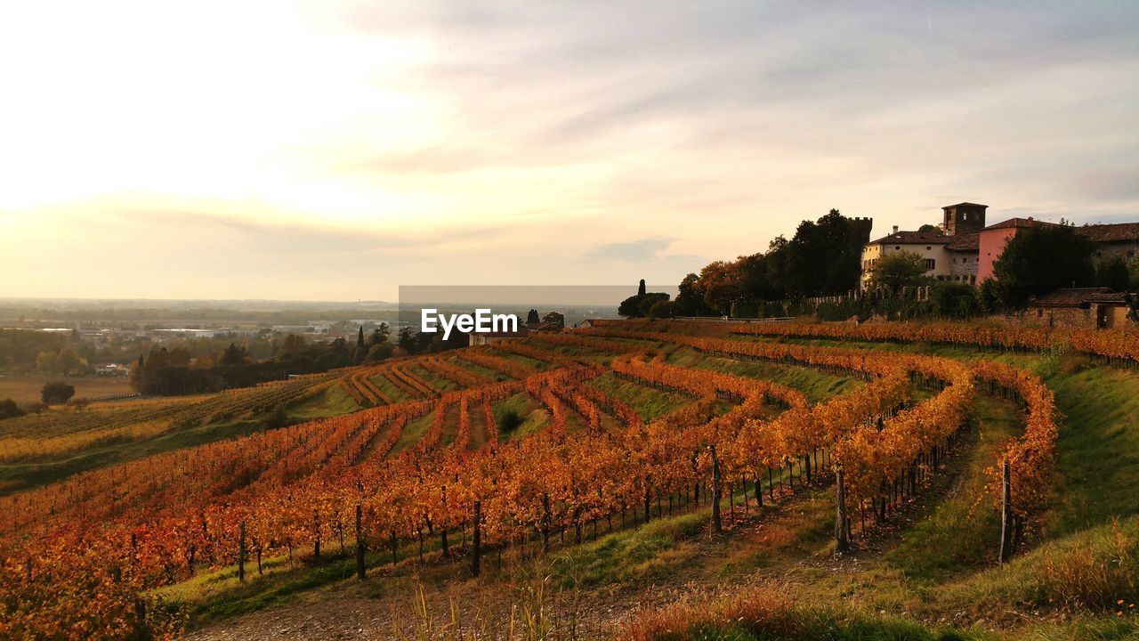 Vineyards against sky