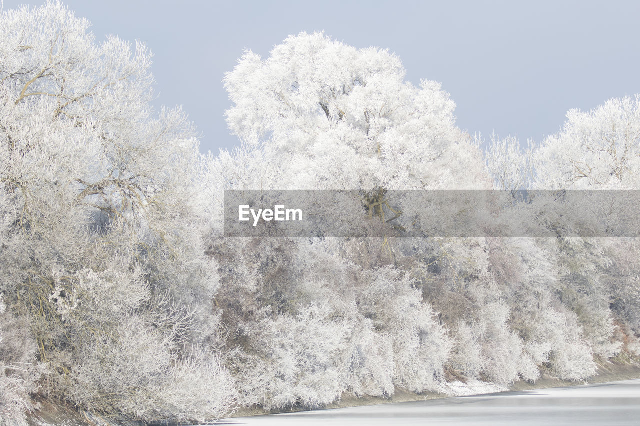 Scenic view of tree against sky