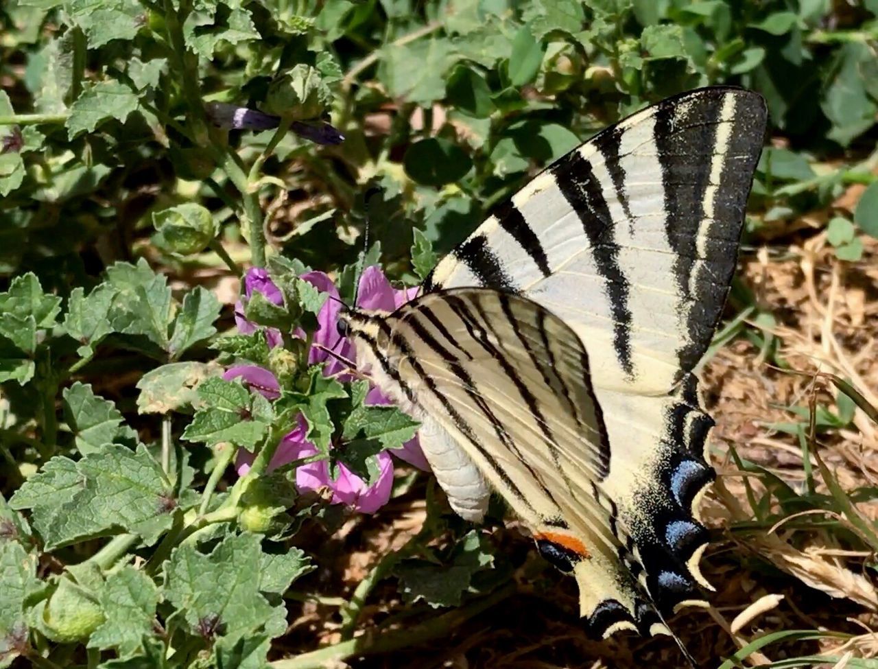 CLOSE-UP OF BUTTERFLY POLLINATING FLOWER