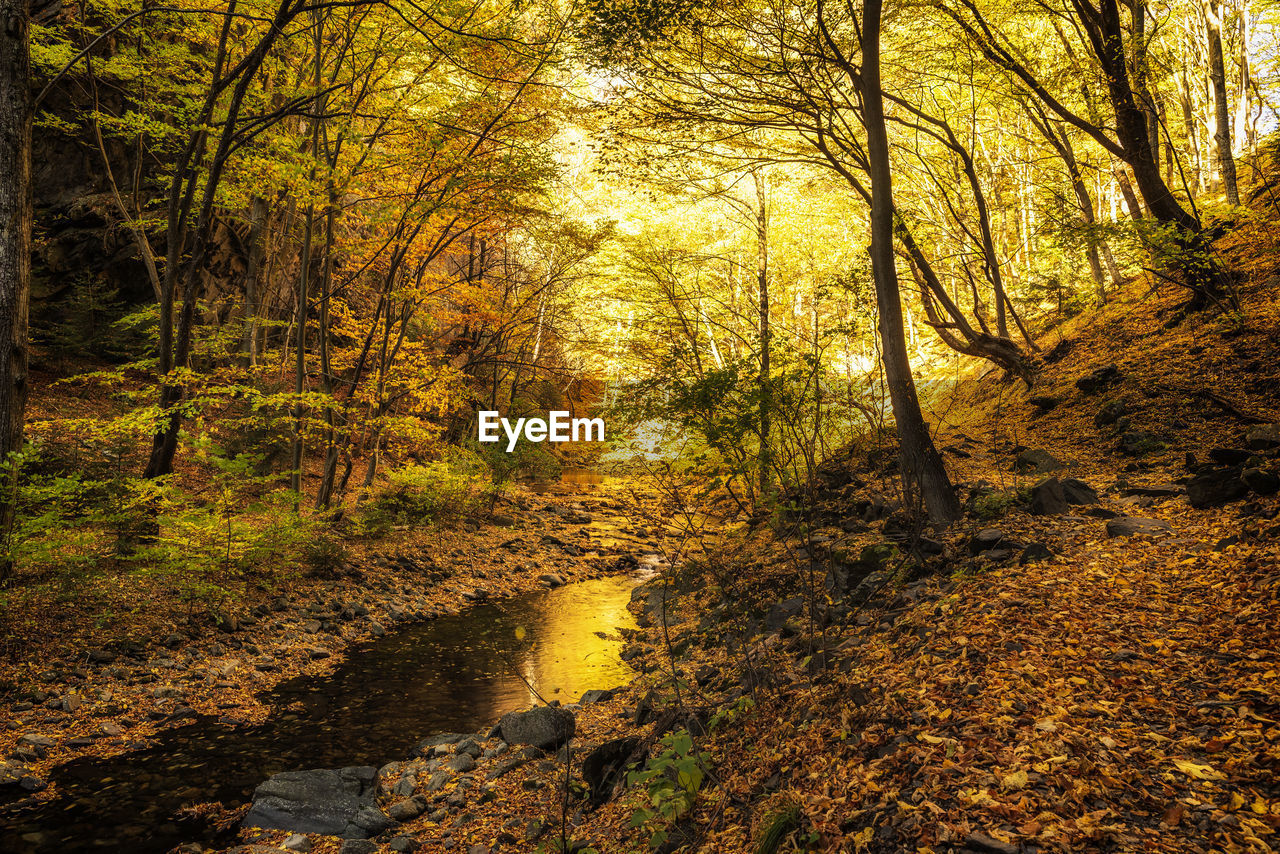 Trees in forest during autumn