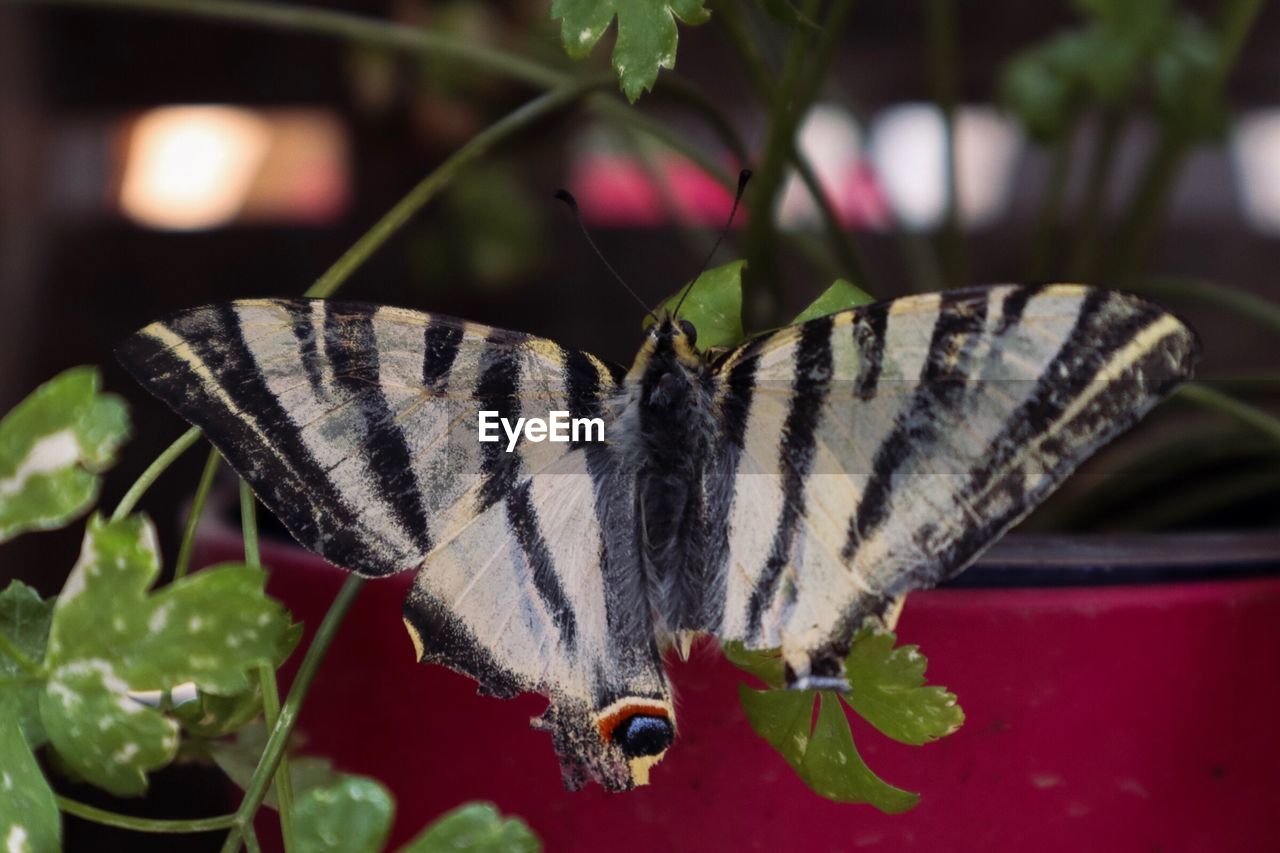 CLOSE-UP OF BUTTERFLY POLLINATING FLOWER