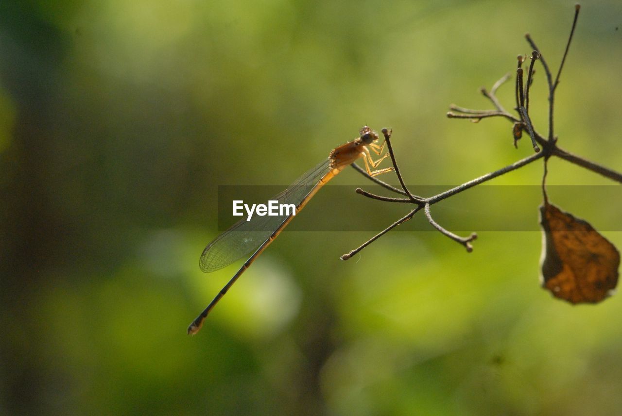 Close-up of damselfly on twig