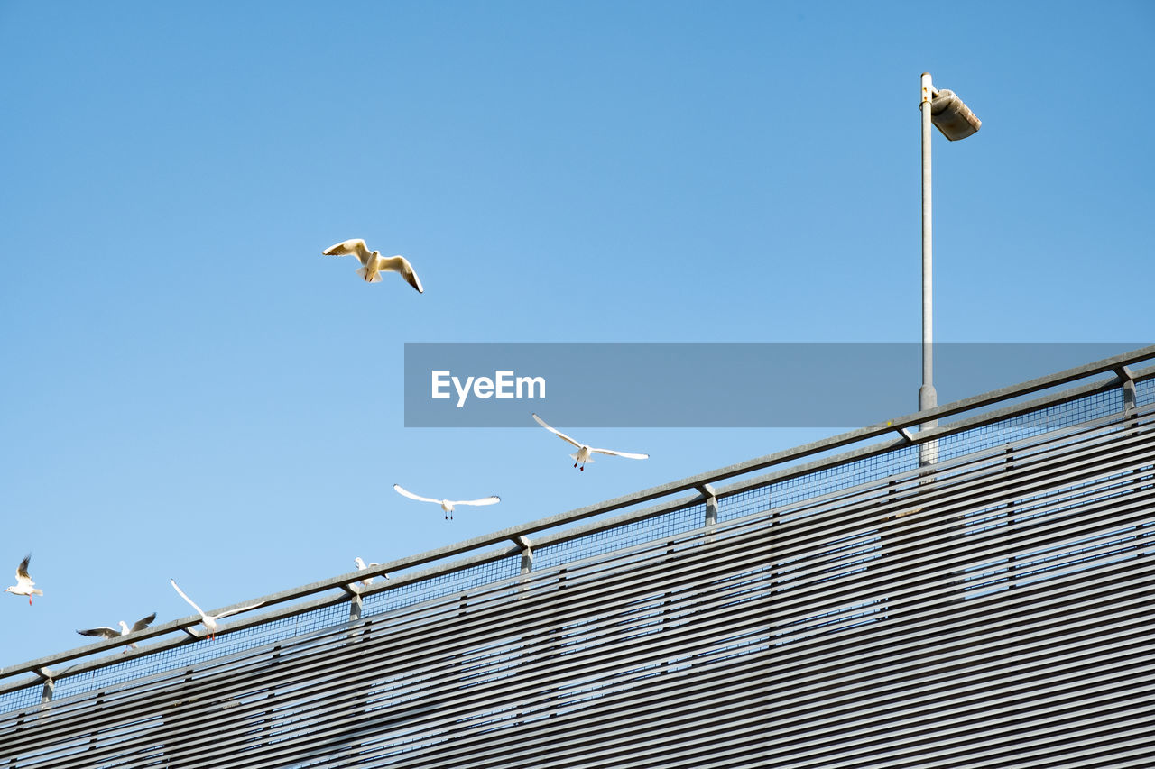 LOW ANGLE VIEW OF SEAGULLS FLYING AGAINST CLEAR SKY