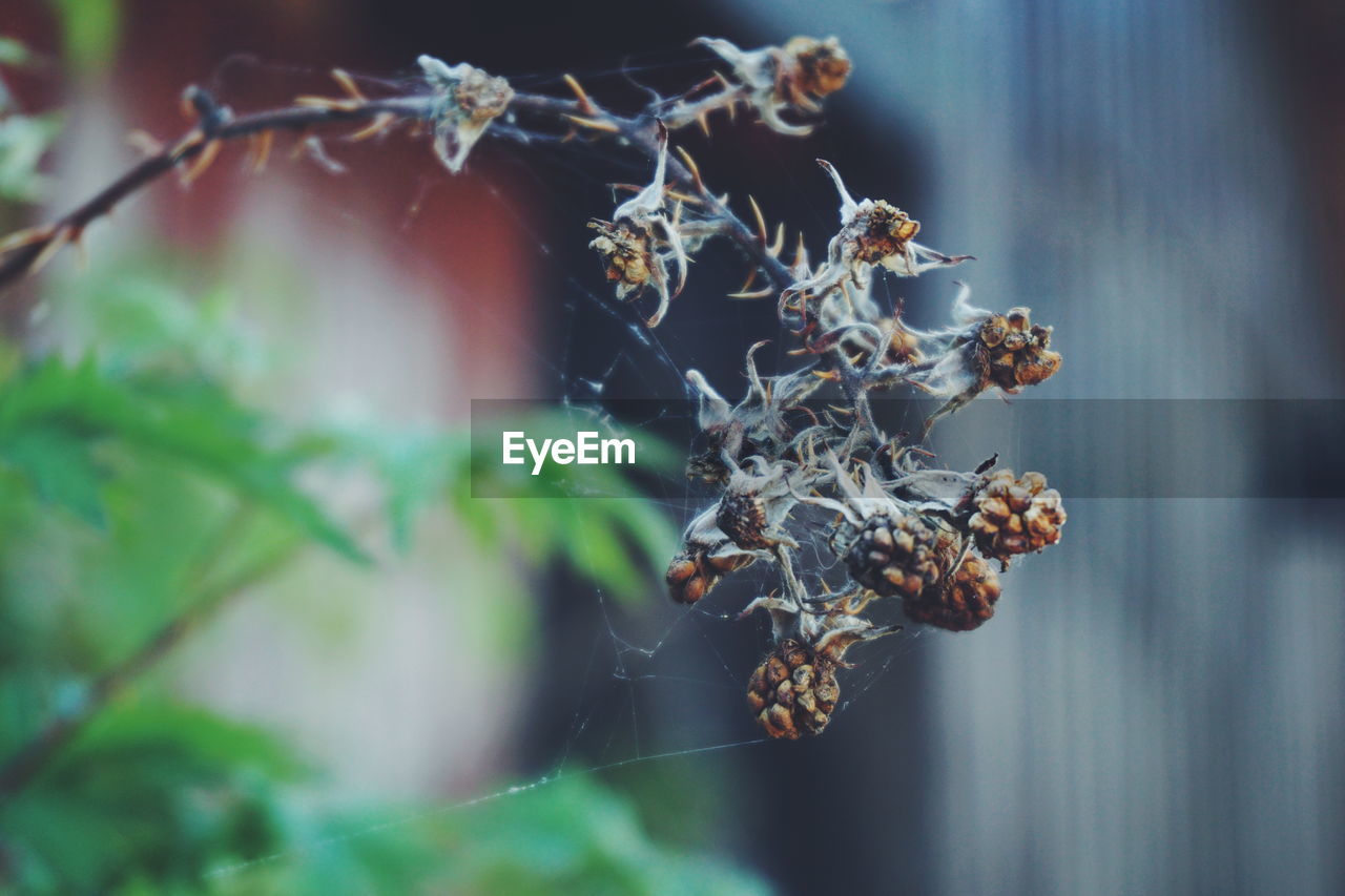 Close-up of dried berries on plant