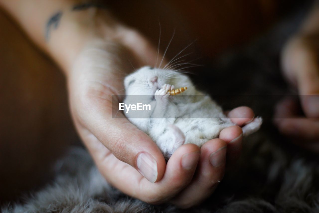 Cropped hand holding hamster