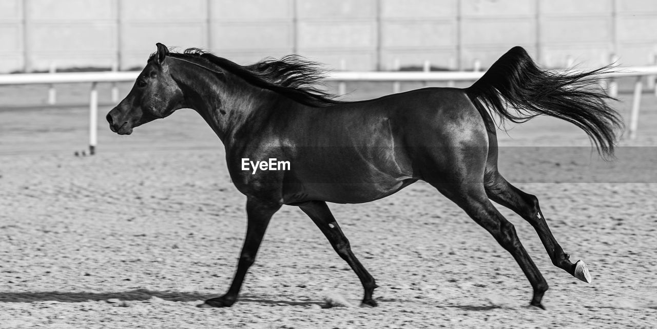 horse, animal, animal themes, mammal, domestic animals, stallion, black and white, mustang horse, animal wildlife, livestock, pet, one animal, monochrome, mane, mare, monochrome photography, side view, black, day, no people, outdoors, nature, standing