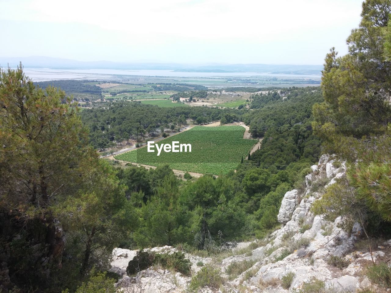 HIGH ANGLE VIEW OF TREES AND PLANTS AGAINST SKY