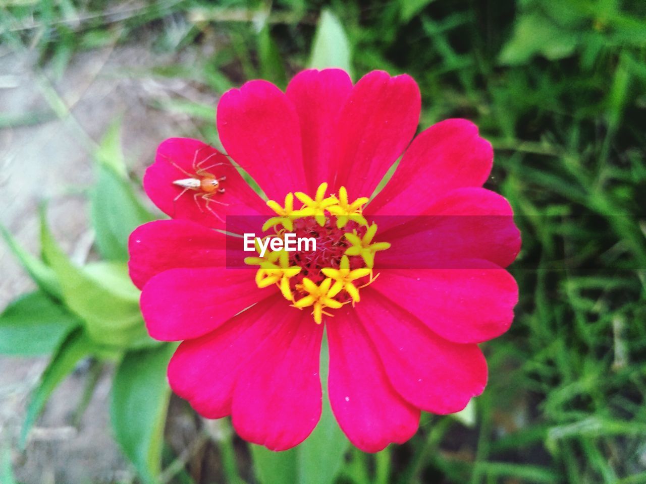 CLOSE-UP OF PINK COSMOS FLOWER ON PLANT