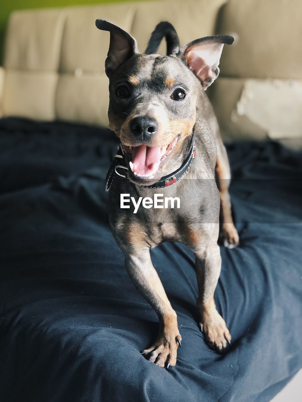 PORTRAIT OF DOG RELAXING ON BED AT HOME