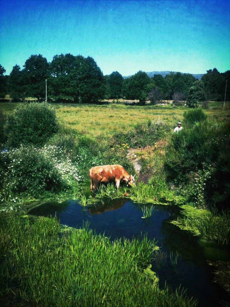 Cow grazing in field against clear sky