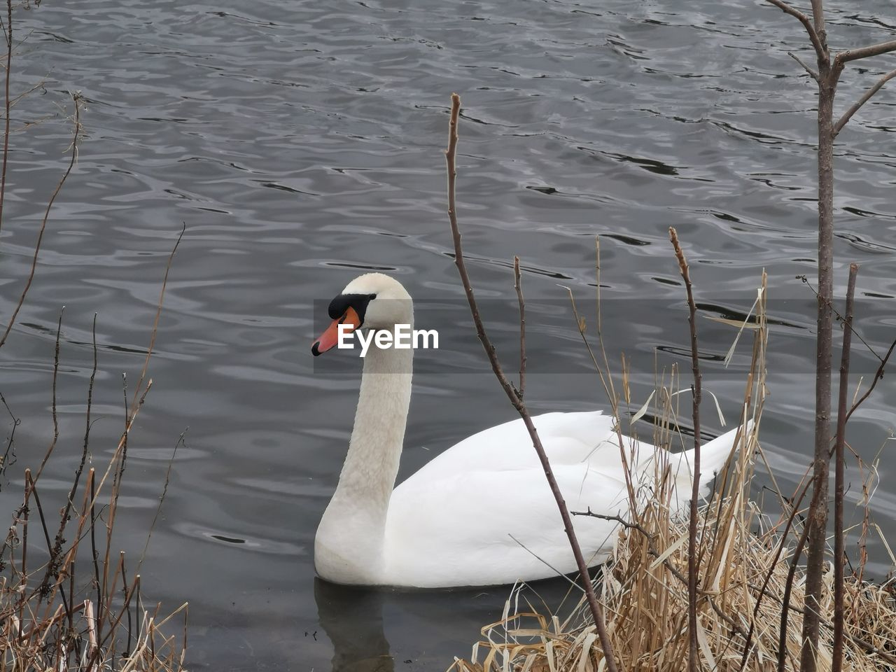High angle view of swan swimming in lake