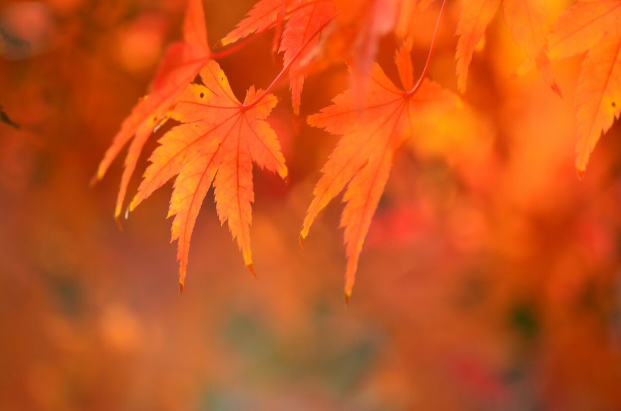 Close-up of autumn leaves